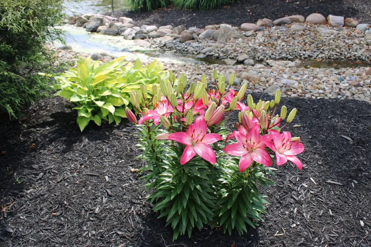 Planting & Garden Beds — illustrative
